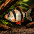  — tropical fish for sale UK — AI hero driftwood view