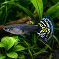 Tiger Female Guppy — tropical fish for sale UK — AI natural aquarium view