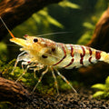 tiger Shrimp — tropical fish for sale UK — AI hero driftwood view