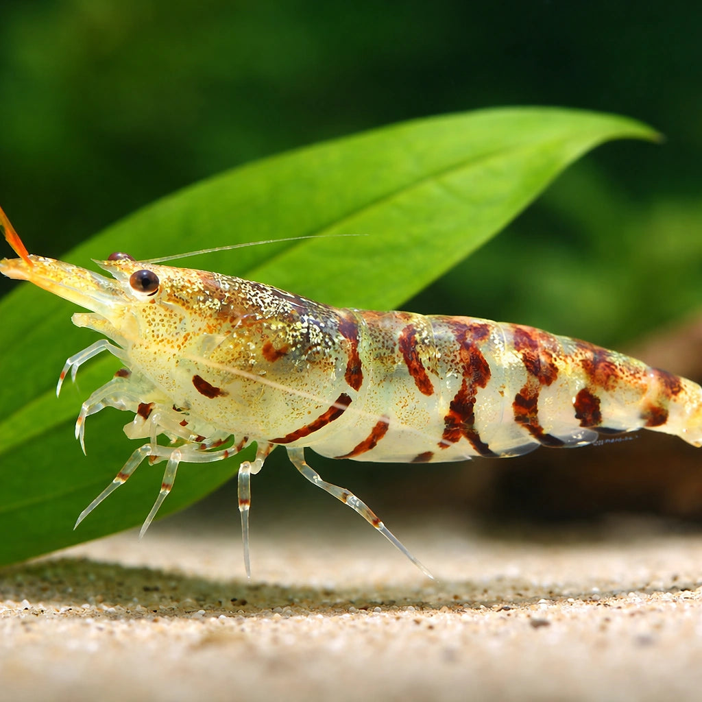 tiger Shrimp — tropical fish for sale UK — AI scale plant view