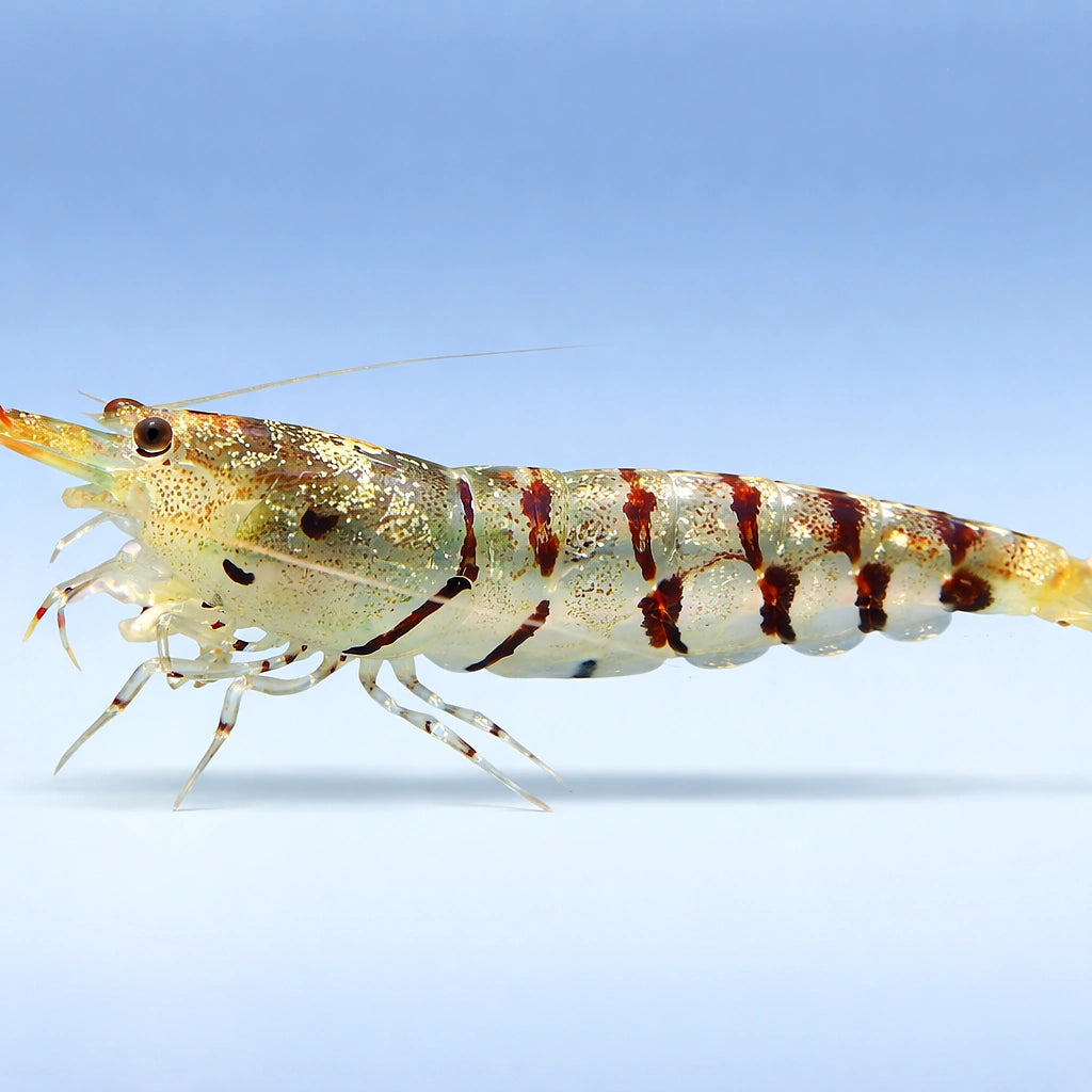 tiger Shrimp — tropical fish for sale UK — AI side clean view