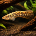 Tire track Eel — tropical fish for sale UK — AI hero driftwood view