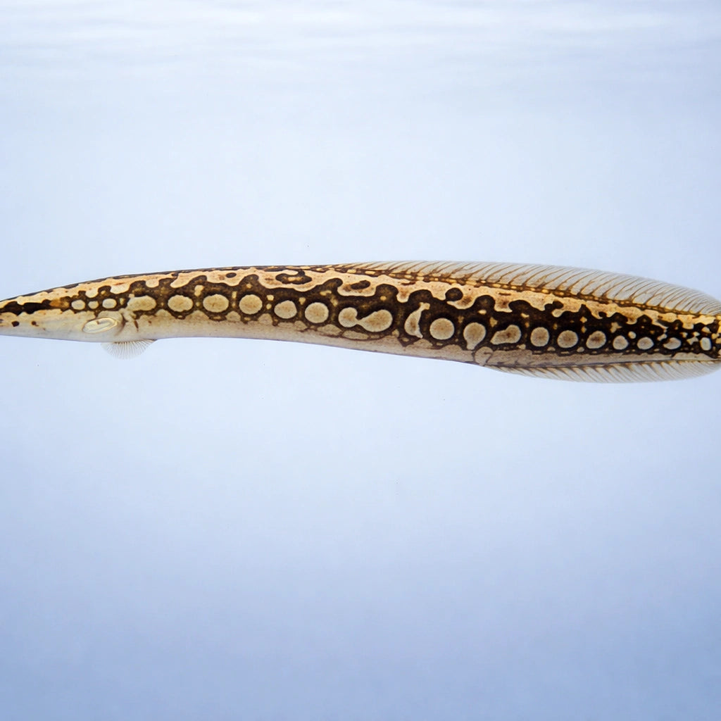 Tire track Eel — tropical fish for sale UK — AI side clean view