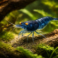 Topaz Blue — Shrimp for sale UK — AI hero driftwood view