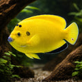 Treespot Angelfish (Apolemichthys trimaculatus) M — AI hero driftwood view
