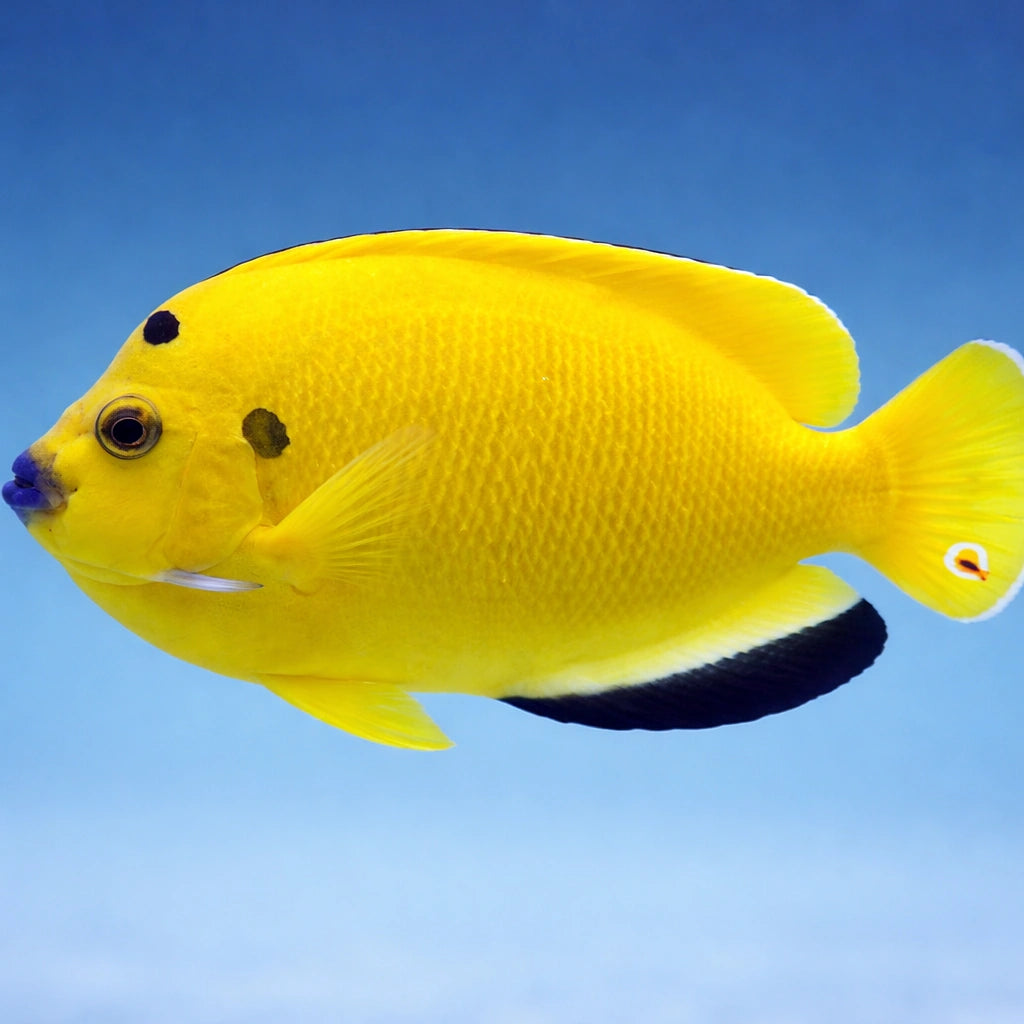 Treespot Angelfish (Apolemichthys trimaculatus) M — AI side clean view