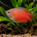 BEAUTIFUL GOLD GOURAMI COMMUNITY FISH Trichogaster Trichopterus — tropical fish for sale UK — AI natural aquarium view