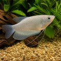 X Silver Three-Spot Gourami - Trichopodus Trichopterus «Silver» - Labyrinth — Labyrinth Fish &amp; Gouramis for sale UK — AI natural aquarium view
