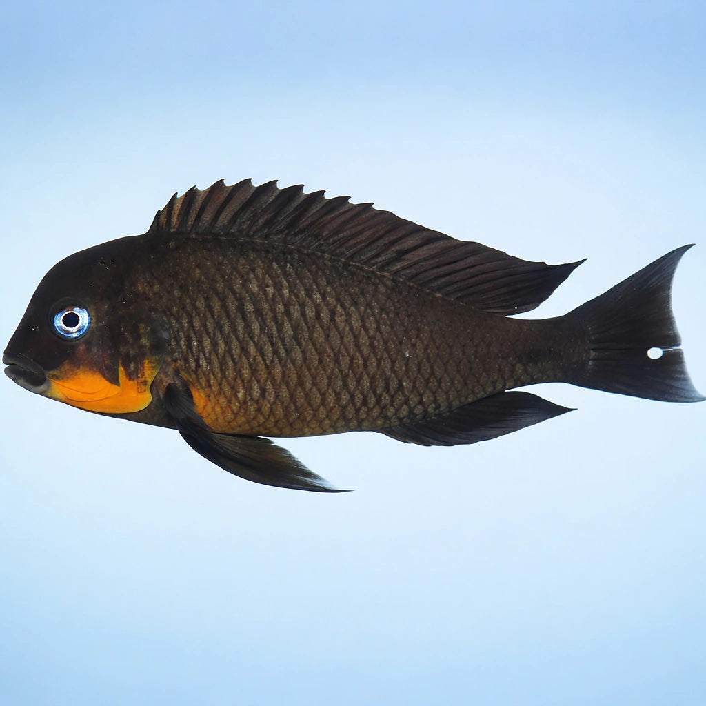 Tropheus brichardi mpimbwe 4 - — tropical fish for sale UK — AI side clean view
