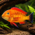 Tropheus brichardi namansi gold 5 - — tropical fish for sale UK — AI hero driftwood view