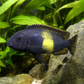 Blunthead Cichlid (Tropheus moorii) — AI natural aquarium view