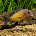 Kiriza Yellow Cichlid — Lake Tanganyika Cichlids for sale UK — AI natural aquarium view