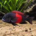 Tropheus Sp. Black Cramba Red Bishop — Lake Tanganyika Cichlids for sale UK — AI natural aquarium view