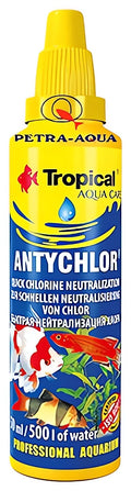 Tropical Antychlor Fish for UK Aquariums — tropical fish for sale UK