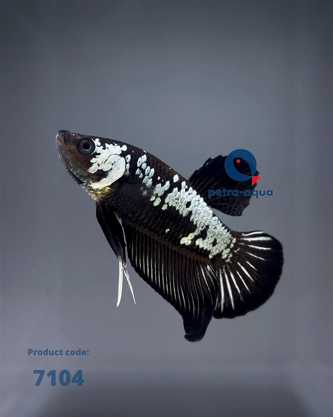  — tropical fish for sale UK
