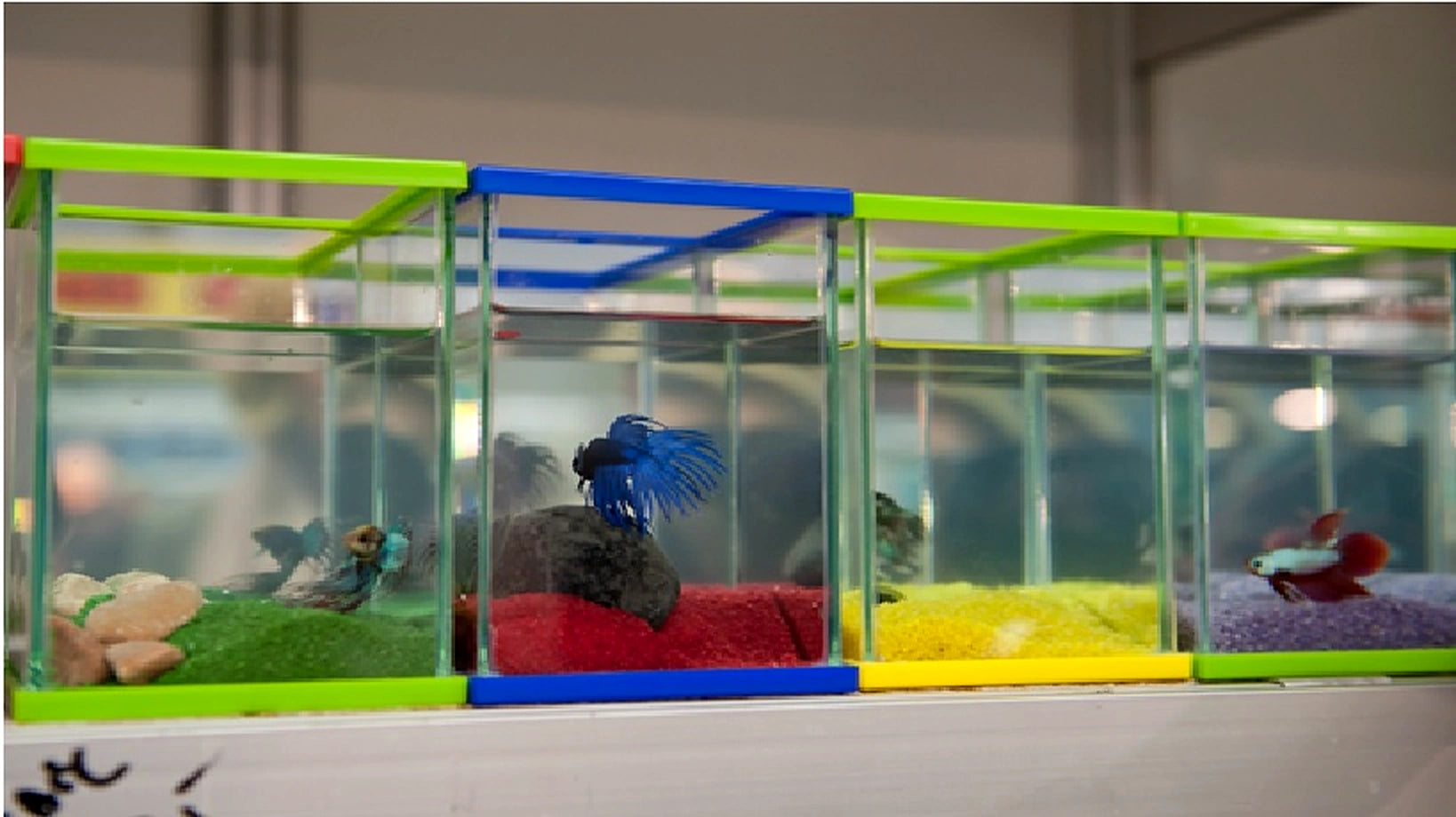  — tropical fish for sale UK