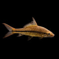 Waanders's Hard-Lipped Barb (Osteochilus waandersii) - UK (Osteochilus waandersii) — Add the Waanders's Hard-Lipped Barb to…