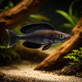 Black Smallscale Cyprichromis (Cyprichromis microlepidotus «Black») (Cyprichromis microlepidotus) — A peaceful, open-water…