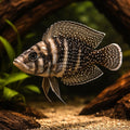 Pearly Compressiceps Zaire — Black Zaire Calvus - UK (Altolamprologus compressiceps) — Add the striking Black Zaire Calvus…