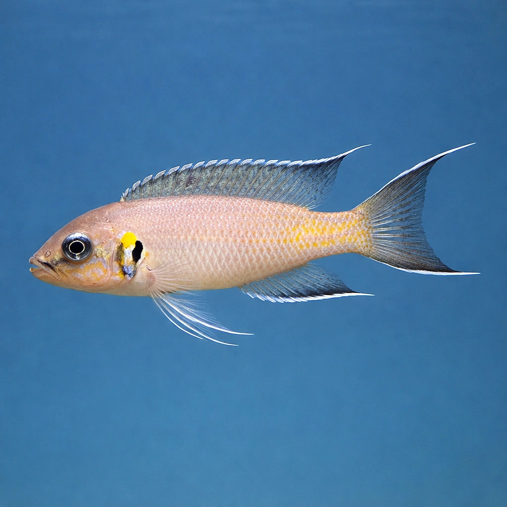 Chalinochromis brichardi - UK (Chalinochromis brichardi) — Add Chalinochromis brichardi to your aquarium for bold character…