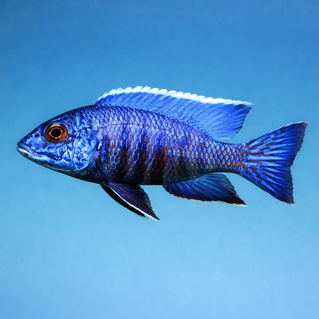 Flavescent Peacock Cichlid — Aulonocara stuartgranti - Tropical Fish for Sale UK (Aulonocara stuartgranti) — Striking — side…