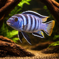 Chindongo elongatus 'Mpanga' - UK (Chindongo elongatus) — Add striking Chindongo elongatus 'Mpanga' to your tank for bold…