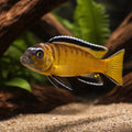 Chindongo elongatus 'Yellow' - Yellow Mbuna UK (Chindongo elongatus) — Striking Yellow Mbuna cichlid with bold colour and…