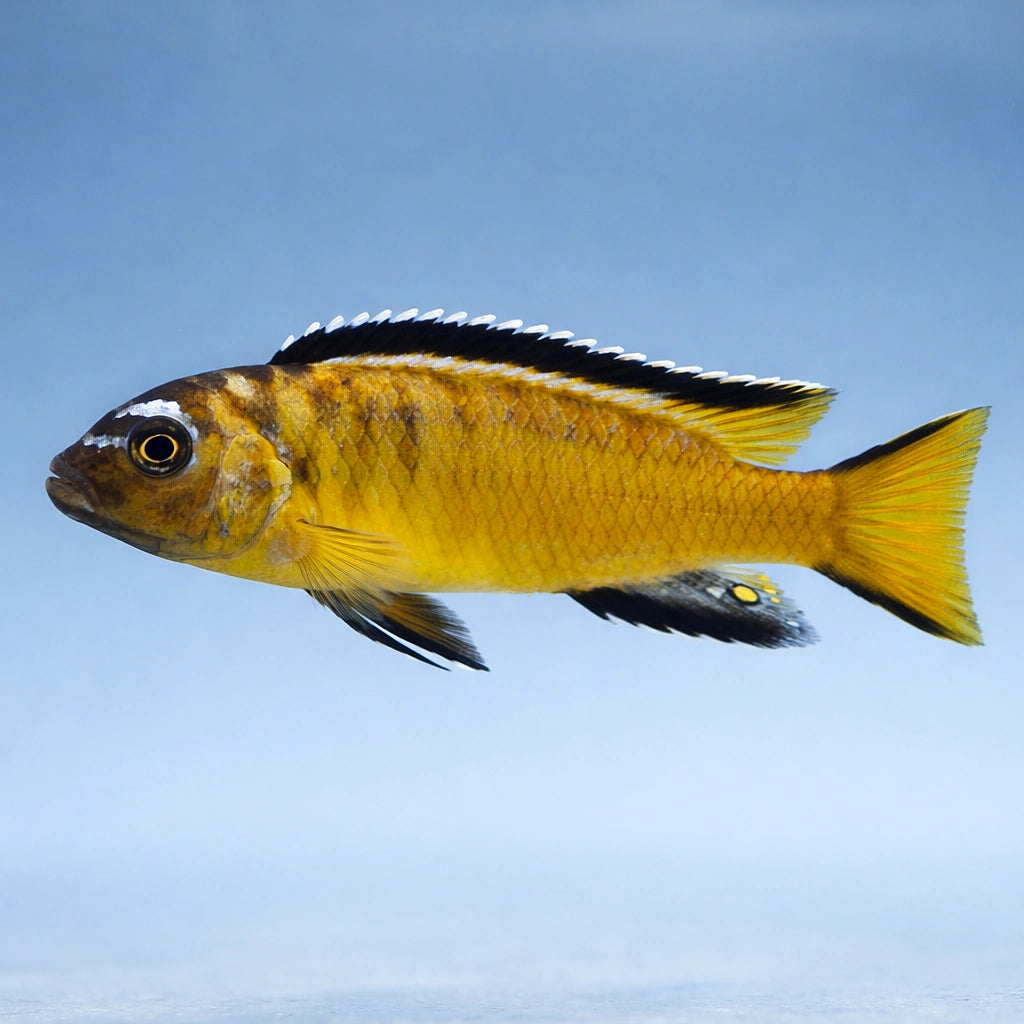 Chindongo elongatus 'Yellow' - Yellow Mbuna UK (Chindongo elongatus) — Striking Yellow Mbuna cichlid with bold colour and…