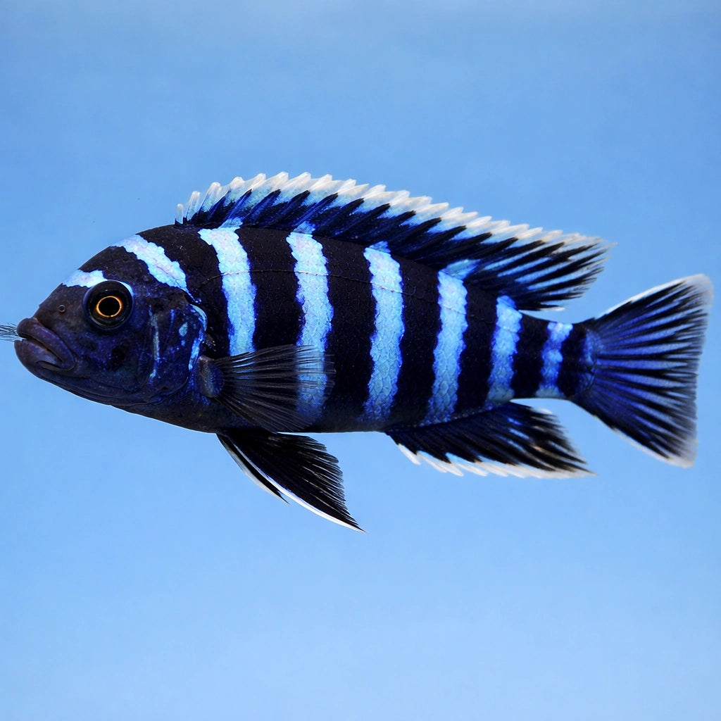 Cichlid Lake Malawi Afra Cynotilapia Chimate - UK (Cynotilapia afra) — Add bold Lake Malawi colour to your tank with this…