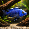 Copadichromis azureus - Tropical Fish for Sale UK (Copadichromis azureus) — A striking blue African cichlid for larger…