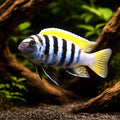 Cynotilapia afra 'Jalo Reef' - Tropical Fish for Sale UK (Cynotilapia afra) — Add the striking Cynotilapia afra 'Jalo Reef'…