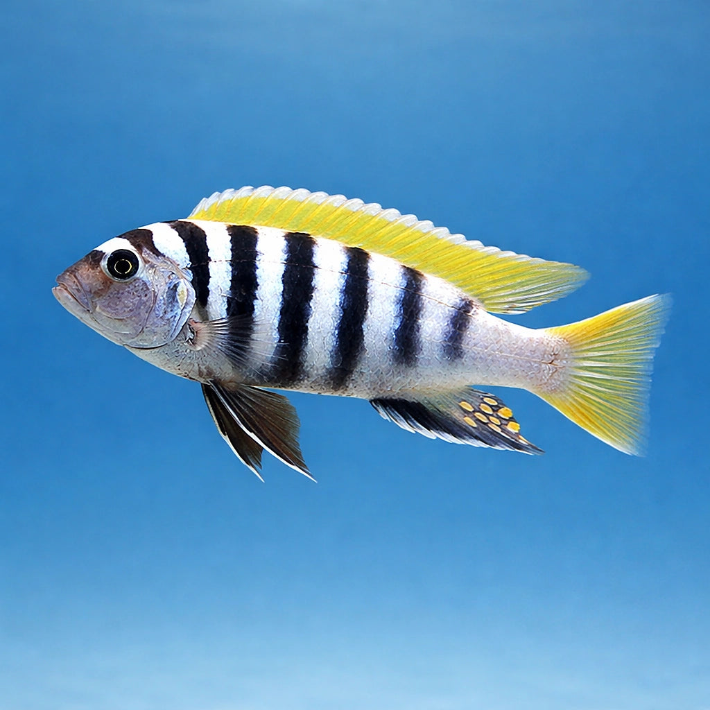 Cynotilapia afra 'Jalo Reef' - Tropical Fish for Sale UK (Cynotilapia afra) — Add the striking Cynotilapia afra 'Jalo Reef'…