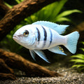 Cynotilapia sp. hara 'Gallireya Reef' (Cynotilapia sp.) - UK (Cynotilapia sp. 'Hara') — Vibrant Cynotilapia sp — hero…