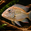 tropical fish for sale UK — South American Cichlids for sale UK — AI hero driftwood view