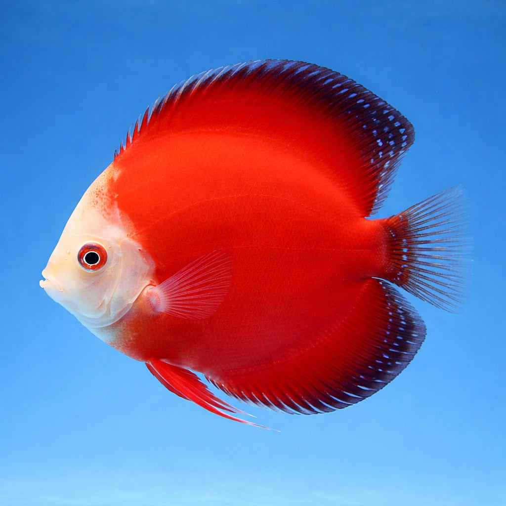Discus Fish Red Valentine - UK (Symphysodon aequifasciatus) — Buy Discus Fish Red Valentine for a striking centrepiece in…