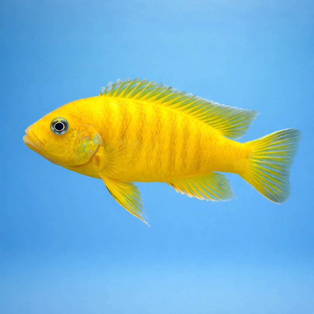Doctor's Daktari Cichlid - UK (Pseudotropheus daktari) — A striking cichlid for experienced tropical keepers, adding bold…