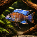 Ethelwihae Peacock Cichlid — Ethelwynn's Peacock Cichlid - UK (Aulonocara ethelwynnae) — A vibrant Peacock Cichlid with bold…