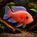 Firefish Cichlid (Aulonocara) - UK (Aulonocara sp. 'Firefish') — Add vivid Lake Malawi colour with the Firefish Cichlid…