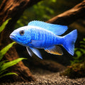 Iceberg Electric Blue Cichlid - UK (Sciaenochromis fryeri) — Add vivid blue colour and lively movement with the Iceberg…