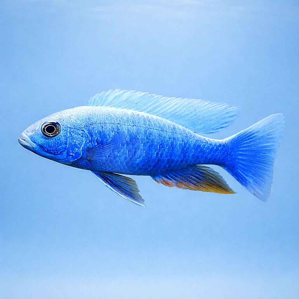 Iceberg Electric Blue Cichlid - UK (Sciaenochromis fryeri) — Add vivid blue colour and lively movement with the Iceberg…