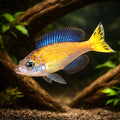 Kasai Smallscale Cyprichromis - UK (Cyprichromis microlepidotus) — A striking open-water Tanganyikan cichlid with elegant…
