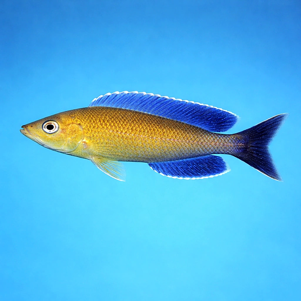 Katete Jumbo Sardine Cichlid - UK (Cyprichromis leptosoma) — A bold, eye-catching Katete Jumbo Sardine Cichlid for spacious…