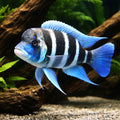 Kigoma Humphead Cichlid - Moderate Care | UK (Cyphotilapia frontosa) — Buy Kigoma Humphead Cichlid for sale in the UK — hero…