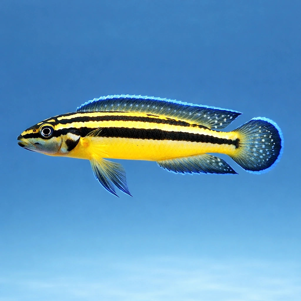 Striped Julie Kipili — Kipili Regan'S Julie - UK (Julidochromis regani) — Add Kipili Regan'S Julie to your tank with healthy…