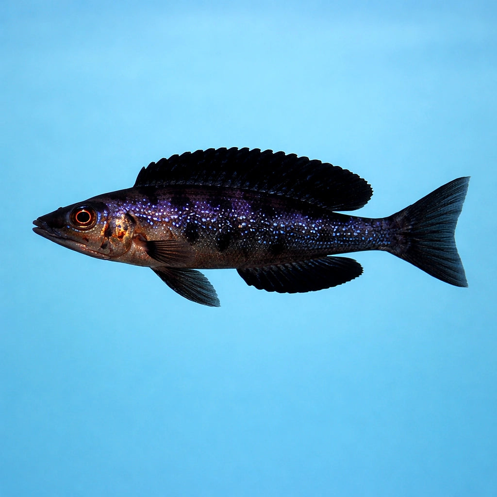 Kiriza Smallscale Cyprichromis - Moderate Care | UK (Cyprichromis microlepidotus) — Add the elegant Kiriza Smallscale — side…