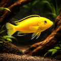 Yellow Lab Cichlid (Labidochromis caeruleus) - UK (Labidochromis caeruleus) — Add bold yellow colour to your aquarium with…