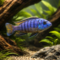 Bluegray mbuna, Johanni Mbuna — Malawi Cichlid Melanochromis Johannibluegra - UK (Melanochromis johannii) — Striking Malawi…