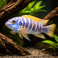 Scrapemouth mbuna marmelade — Marmalade Trewavas' Cichlid - UK (Labeotropheus trewavasae) — Add the vibrant Marmalade — hero…