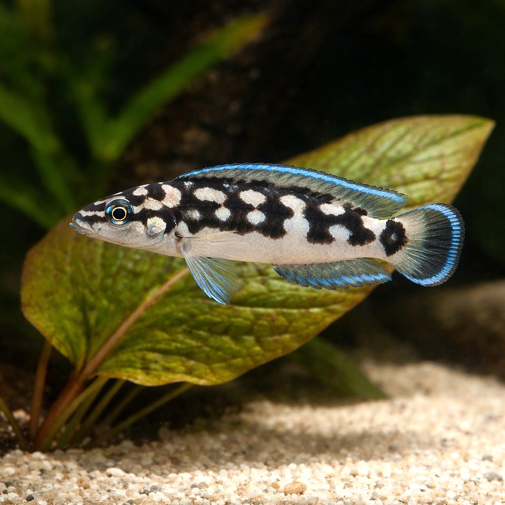 Masked Julie Gombi — Masked Julie (Julidochromis transcriptus) (Julidochromis transcriptus) — The smallest Julidochromis — a…
