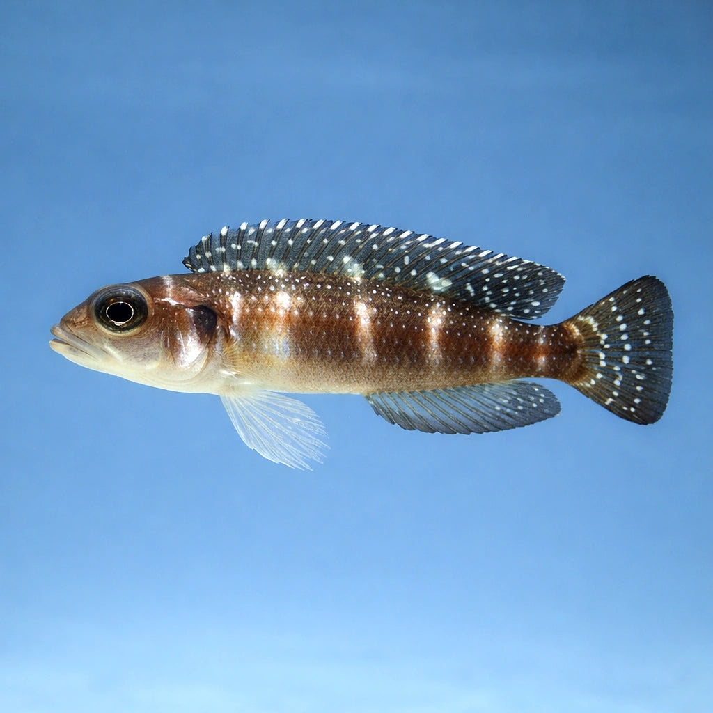 Meleagris Shell-Dweller (Neolamprologus multifasciatus) - UK (Lamprologus meleagris) — A captivating shell-dwelling cichlid…